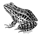 pickerel frog