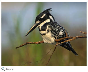 Pied Kingfisher