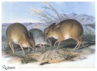 Pig-footed Bandicoot