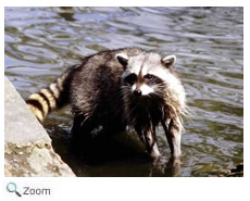 raccoon