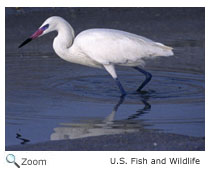 Reddish Egret