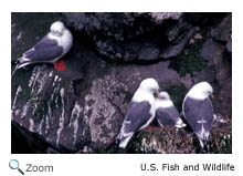 Red-legged Kittiwake