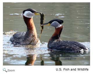 Red-necked Grebe