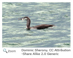 Red-throated Loon