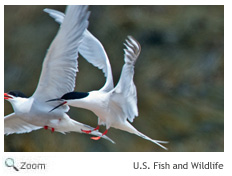 Roseate Tern