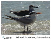 Royal Tern