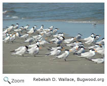 Royal Tern