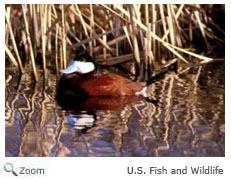 Ruddy Duck