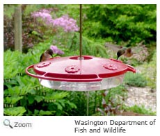 Rufous Hummingbird