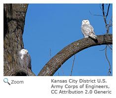 Snowy Owl