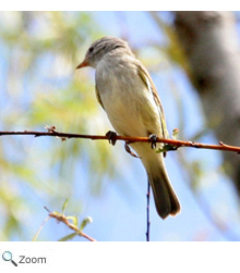 southern beardless tyrannulet