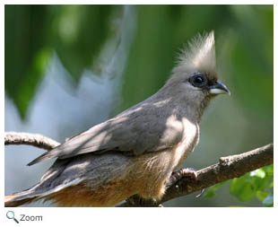 Speckled Mousebird