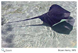 Stingray