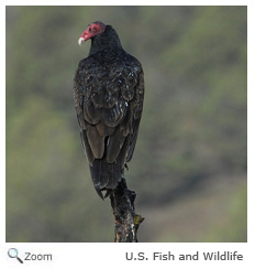 Turkey Vulture