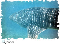 whale shark